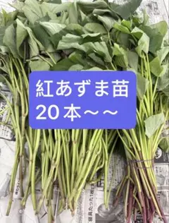 金時切り苗 20本 茨城県産 サツマイモ さつまいも苗 家庭農園 大口対応