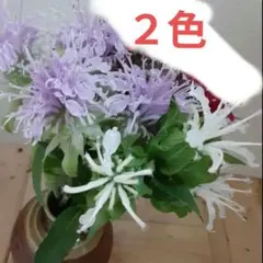花苗　モナルダ　白と薄紫　２株ずつのサムネイル