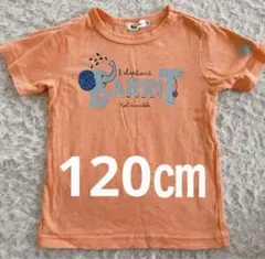 Noel aime bebe キッズ　 Tシャツ ぞうさん　動物　可愛い　120のサムネイル