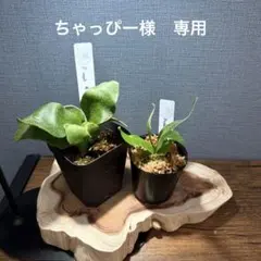 ちゃっぴー様専用　ビカクシダ2株セット