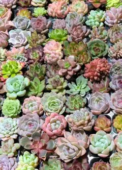 大きなピンクルルビーと大きさ色々おまかせセット(*^^*)