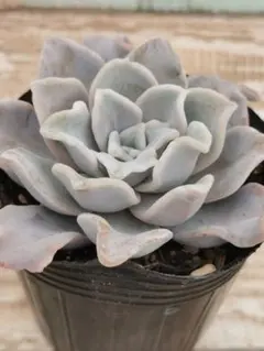 ♣よっしー☆様 リクエスト 2点 まとめ商品