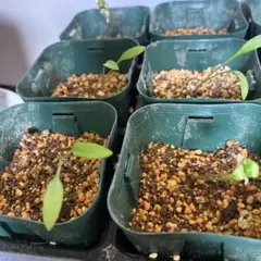 2026年最新】明日葉の人気アイテム - メルカリ