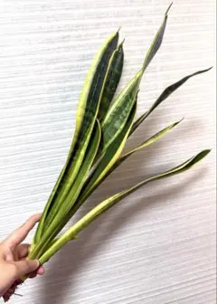 제이드 세이버 타이거 ❣ 산세베리아 라우렌티 약 55cm