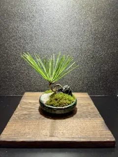 【希少】京都 丹波青砥石 原石皿 一品盛り 盛り台 刺身皿 和風プレート15cm 希少】京都 丹波青砥石 原石皿 一品盛り 盛り台 刺身皿 和風プレート