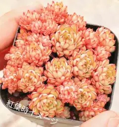特価 多肉植物 レッドモンロー 抜き苗 ポット7センチ - メルカリ