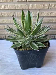 2025年最新】アガベ乱れ雪錦の人気アイテム - メルカリ