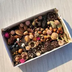 木の実セット　詰め合わせ　松ぼっくり　どんぐり　シャリンバイ　サンキライ　リース