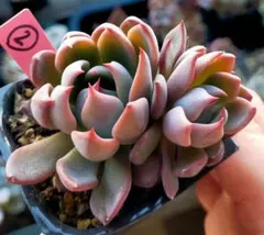 は*な様 ②　赤鬼　ミックスベリア　おらいさん　土付き発送　多肉