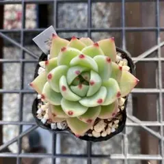 ブルードラゴン　カット苗　多肉植物