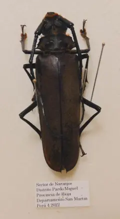 白狐@評価コメントは取引メッセージにて様 リクエスト 2点 まとめ商品