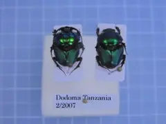 ガテマラ産 ガテマラニジダイコクコガネ ペア 25-20mm - メルカリ