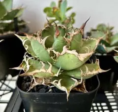 AGAVE TITANOTA OKINAWA DWARF 子株2株セット - メルカリ