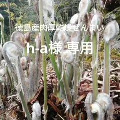 新物 徳島産肉厚乾燥ぜんまい 超極太 上物 500g 山菜ゼンマイ 野菜