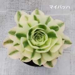 マイバッハ＊抜き苗＊明るく爽やか＊*のサムネイル