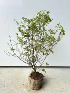 良形で細枝が魅力的 ドウダンツツジ 617 樹高1.4m位 灯台躑躅 紅葉