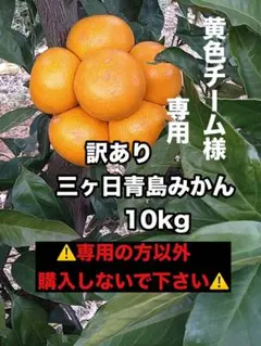 ★黄色チーム様★専用 訳あり三ヶ日青島みかん 10kg
