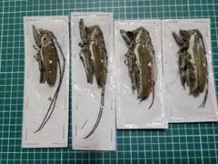 北海道 道北産 天然ハリギリ 300g（北海道内の購入者様限定） 01