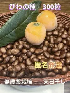 ビワの種　約5kg大小入り混じり　② ビワの種 約5kg大小入り混じり ②