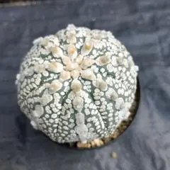 2025年最新】兜丸の人気アイテム - メルカリ