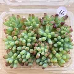 67 多肉植物 多肉弁当 詰め合わせ 寄せ植え セット カット苗 乙女心