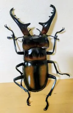 ミヤマクワガタ　MEGA　フィギュア　昆虫　クワガタムシ　大きい　ミヤマ