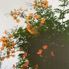 ノウゼンカズラ 根付苗 宿根草 毎年開花 オレンジ色の花 初心者向け
