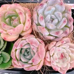 エケベリア4苗(名無し）♡9144