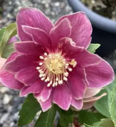 2026年最新】広瀬園芸 クリスマスローズの人気アイテム - メルカリ