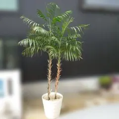 フェニックス・ロベレニー（親王椰子） 観葉植物 大型【大幅お値下げ中