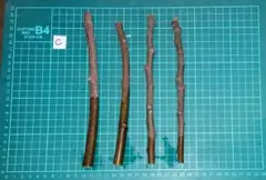 2025年最新】ホワイトマデイラの人気アイテム - メルカリ