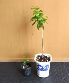 ブラックピタンガの苗木オマケ付b1のサムネイル