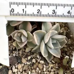 2026年最新】ラブリーローズ錦の人気アイテム - メルカリ