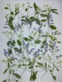 押し花　2種類のセット　№218