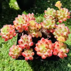 ❣️花火❣️現品 エケベリア メルカリ - 多肉植物 多肉弁当 寄せ植え エケベリア ❣️花火❣️現品 多肉植物 多肉弁当 寄せ植え エケベリア・セダム