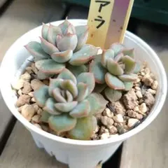 ❤️確認用❤️ミックスベリア❤️プリンセスティアラ❤️抜き苗♪札なし✨メルカリ便✨ ミックスベリア♥プリンセスティアラ♥おらいさん作出♥葉挿し育成株