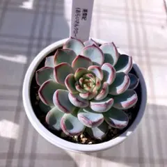 2026年最新】美紫妃の人気アイテム - メルカリ