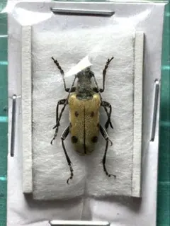 かわちゃん様 リクエスト 3点 まとめ商品