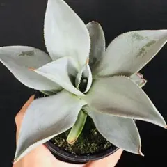 2025年最新】アガベ コロラータ ハイブリッドの人気アイテム