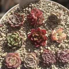 カラフルエケベリア 寄せ植えセット　詰め合わせセット　多肉　韓国苗　サボテン