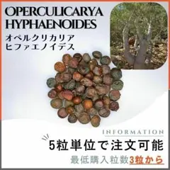 【種子】オペルクリカリア ヒファエノイデス / セット割あり数量3粒から購入OKのサムネイル