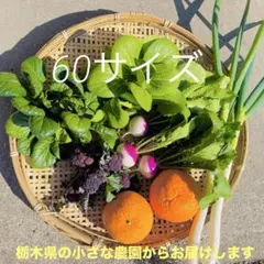 農薬不使用　化学肥料不使用　安心　野菜詰め合わせ　60サイズ