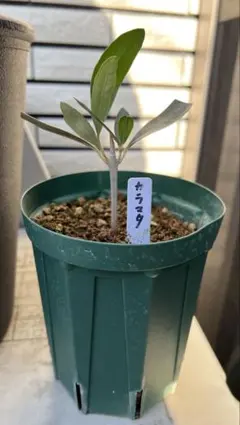 透明海水様 リクエスト 2点 まとめ商品