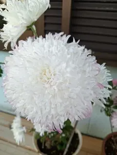 키쿠나에