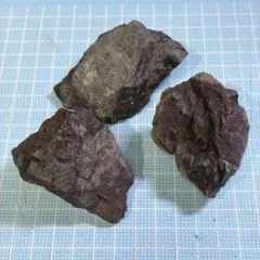 国産化石外和泉層群徳島 標本26/08/06－1 | Mercari