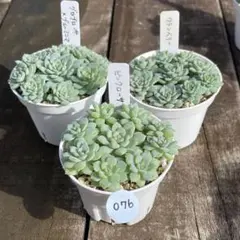 おこめ(*˘︶˘*) •*¨*•.。。♡様 リクエスト 2点 まとめ商品