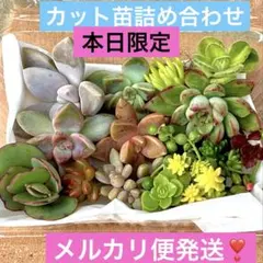 多肉植物　寄せ植えに ♡カット苗詰め合わせ♡ 可愛い❣️メルカリ便発送