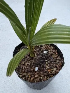 2026年最新】チャメロプス ボルケーノの人気アイテム - メルカリ