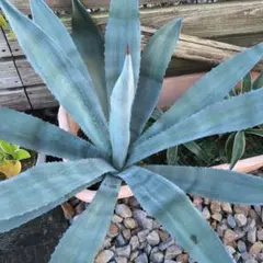 ル〜ちゃん0717様 【‼︎美株‼︎】アガベ　アメリカーナ　大株2株 2025年最新】アガベ アメリカーナ 大株の人気アイテム - メルカリ