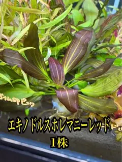 エキノドルス ホレマニー オレンジ - メルカリ